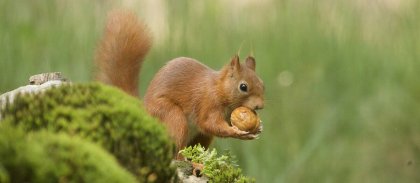 site-selective-focus-shot-cute-brown-fox-squirrel.jpg -